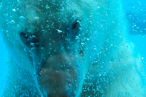 Jegesmedve a víz alatt