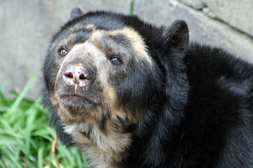 nagyemlosok-papaszemes-medve