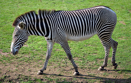 grevyi-zebra
