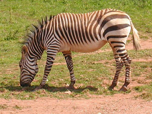 hegyi-zebra