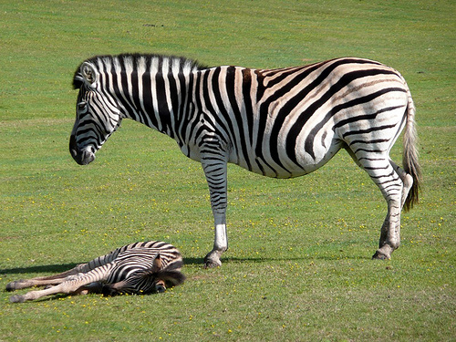 zebra-es-csikoja