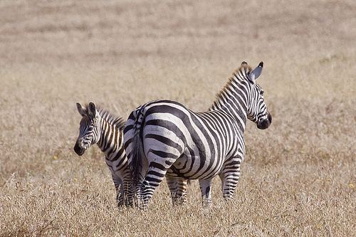 zebra-es-kicsinye