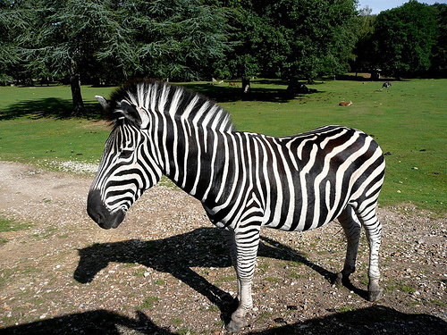 zebra-foto