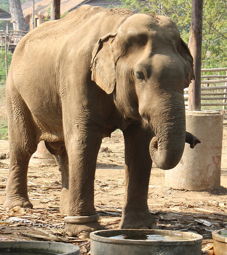 elefánt, ázsiai elefánt, indiai elefánt, elefántos kép