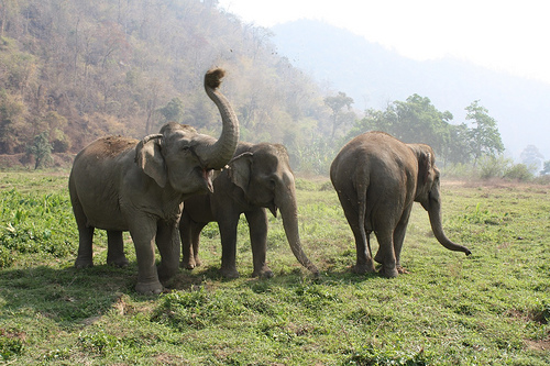 elefánt, ázsiai elefánt, indiai elefánt, elefántok