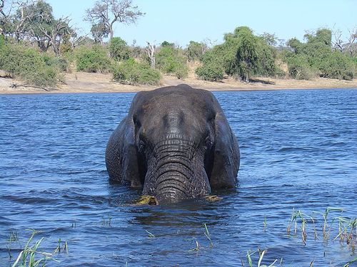 elefánt (Loxodonta africana)