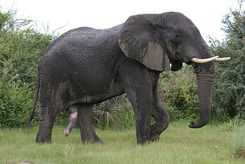 elefant-bika