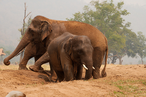 nagy-allatok-elefantok