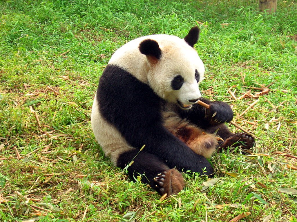 óriás panda, panda bébi, fogság, vadon, táplálék, bambusz