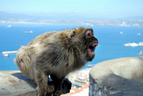 Macaca sylvanus