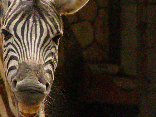 agressziv-zebra