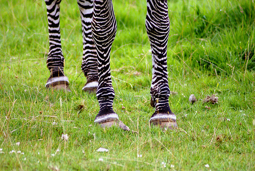 zebra-patak
