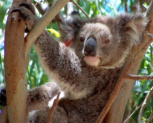 laza-koala
