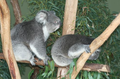 koala-mackok