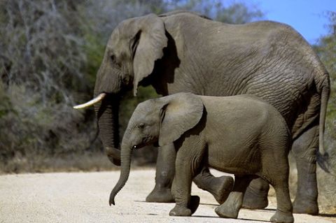 afriaki, elefánt, legnagyobb