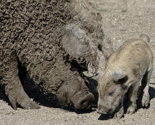 mangalica-es-malaca