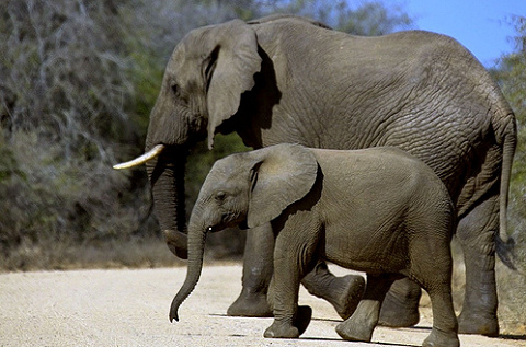 elefánt, elefántbébi, család