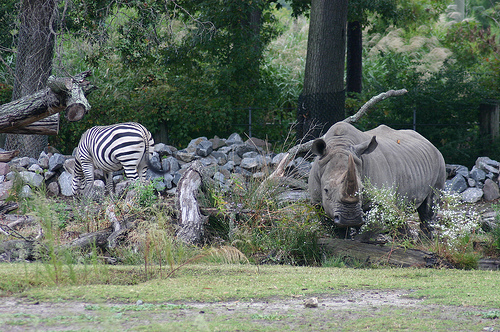 orrszarvu-es-zebra
