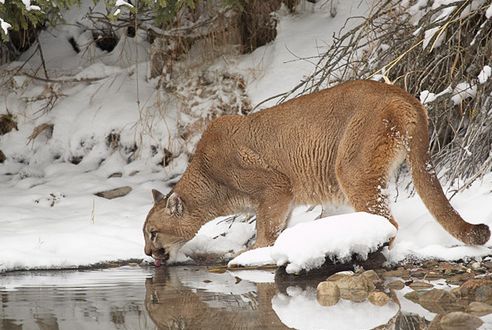 puma, ezüstoroszlán