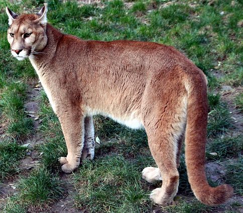 puma, nagymacska