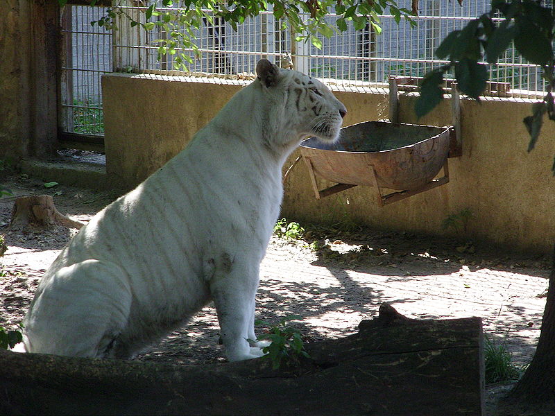 feher-tigris