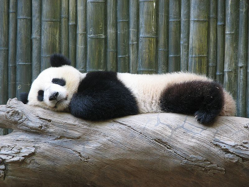 Pandamackó az állatkertben