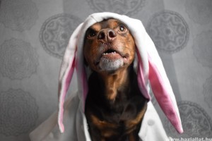 Csokinyuszi helyett házilag készült kutyasüti húsvétra
