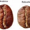 Arabica és Robusta, a legismertebb kávéfajták