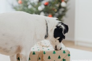 A legjobb karácsonyi ajándékok kutyáknak, cicáknak