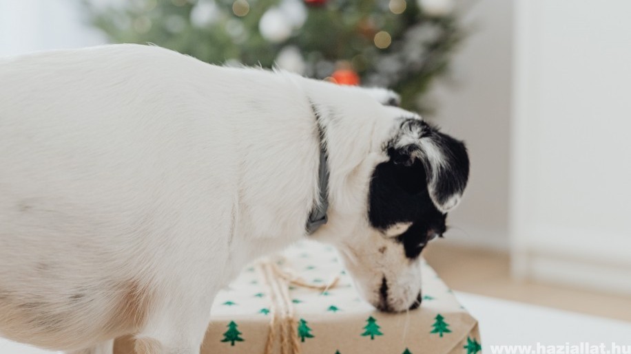 A legjobb karácsonyi ajándékok kutyáknak, cicáknak