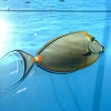 2008. februárban halas kép lett a háziállat.hu nyertes fotója