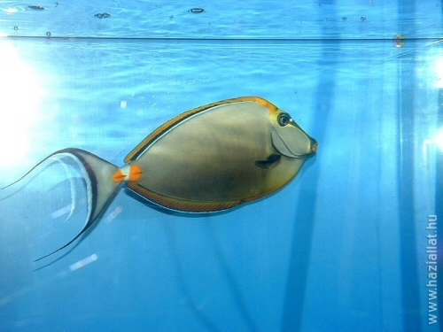 2008. februárban halas kép lett a háziállat.hu nyertes fotója