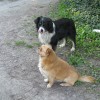 Két fiú kutyus szerető gazdit keres