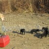 Anya nélküli, fekete kiskutyák keresik a gazdijukat