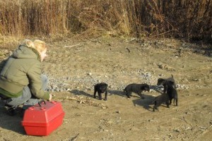 Anya nélküli, fekete kiskutyák keresik a gazdijukat