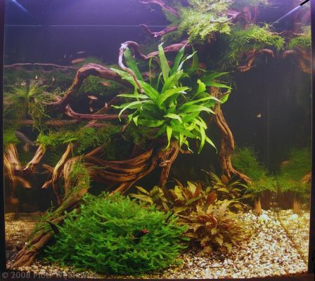 Akvarium diagnosztizálás