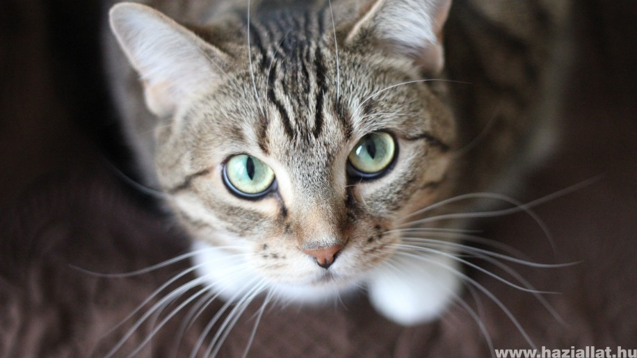 Macska veszettség és álveszettség: hogyan különböztessük meg?