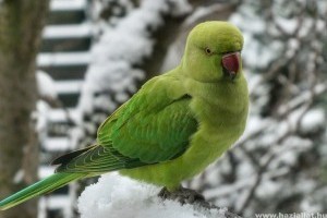 Papagájok teleltetése: láttál már hóban játszó papagájt?