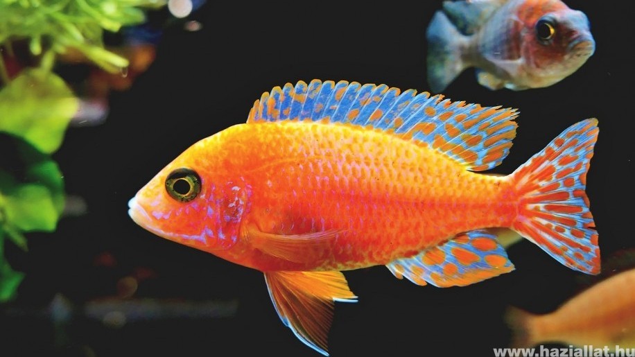 Hogyan adj levegőt a halaidnak? Szellőztetési tudnivalók az akváriumban