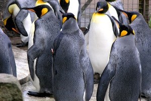 Eltáncol a pingvin az Antarktiszról, ha nem lesz a Földön jégsapka?
