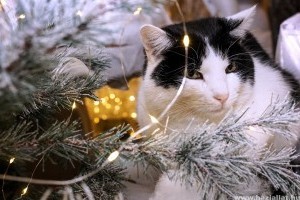 Karácsony macskával: erre figyelj az ünnepek alatt!