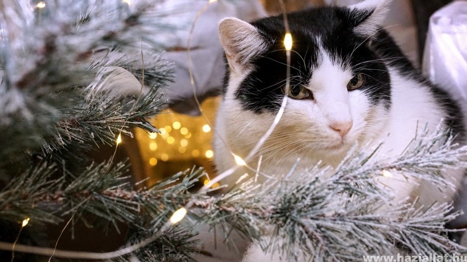 Így tedd macskabiztossá a karácsonyfát