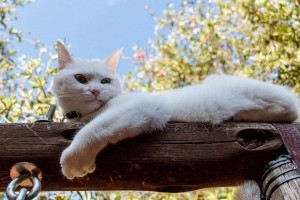 Miért szereti a macska a veszélyes, magas helyeket?