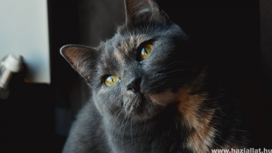 Gombás fertőzés macskáknál: kezelési módszerek és megelőzés