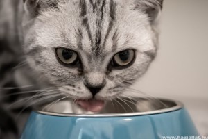 Mit tegyünk, ha a macska válogat és finnyás?