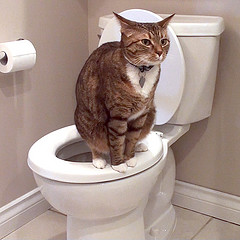 Macska és WC