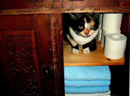 Tricolor cica a szekrényben, WC papír mellett