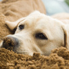 Mit kell tudnod a kutya csípőízületi diszpláziájáról?