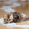 Hogyan védd macskádat a vírusos fertőzésektől?