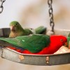 Milyen a jó madáreleség? Táplálkozási tanácsok papagájoknak